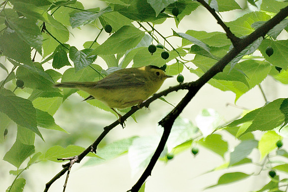 Wilson's Warbler, Central Park