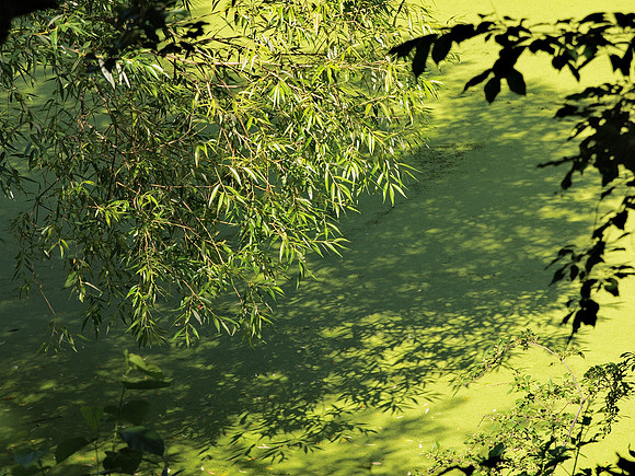 Upper Lobe of Central Park Lake