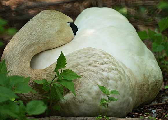 Sleeping swan