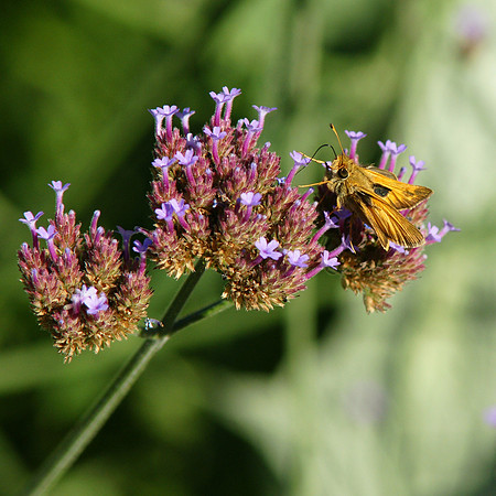 Skipper