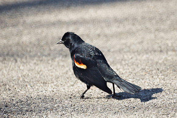 Red-Winged Blackbird, NY Botanical Garden
