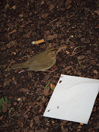 Slumming Ovenbird