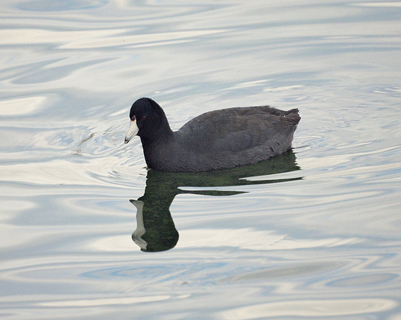 American Coot, Central Park Reservoir