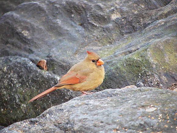 Cardinal, Central Park, Winter