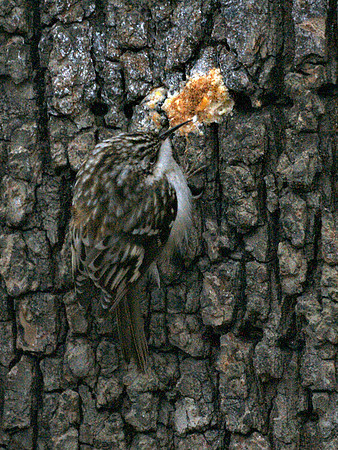 Brown Creeper, Central Park