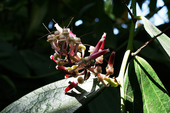 Cavendishia grandifolia