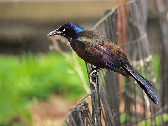 Grackle, Central Park