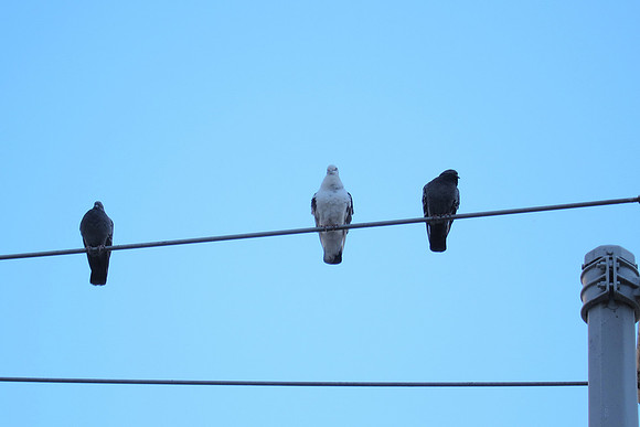 Pigeons, Yorkville