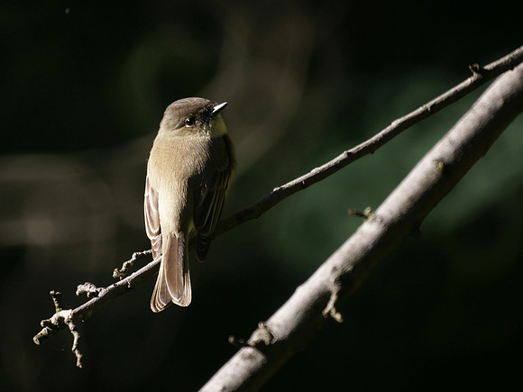 Eastern Phoebe, Central Park