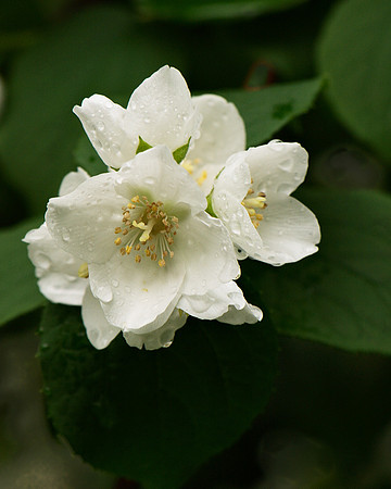 After rain
