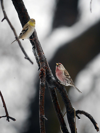 Redpoll and Goldfinch