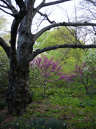near Greywacke Arch, Central Park