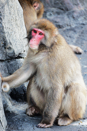 Snow Monkey portrait