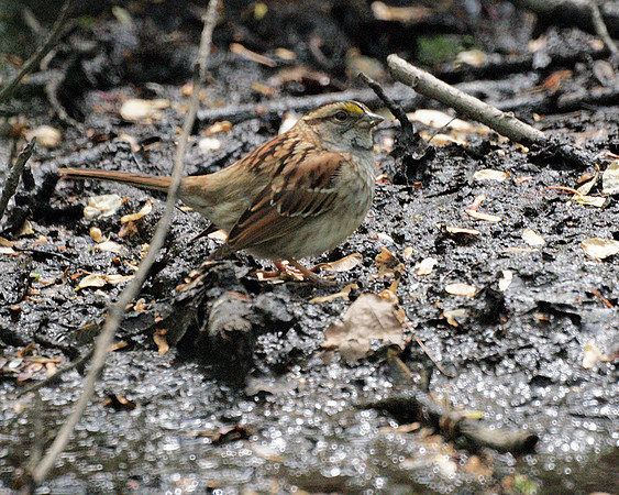 White-Throated Sparrow, Central Park