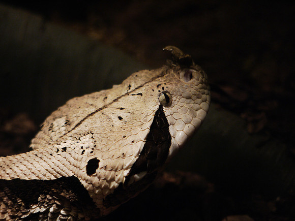 Gabon Viper