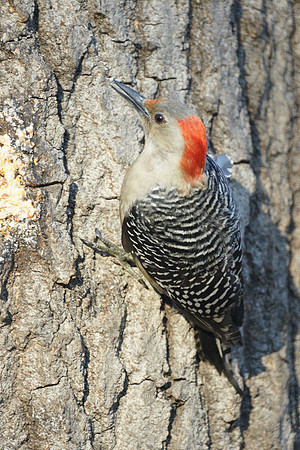 Red-Bellied Woodpecker, Central Park