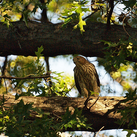 Cooper's Hawk