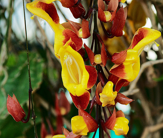 Thunbergia vine, New York Botanical Garden