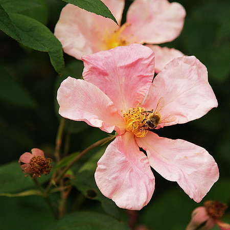 Pretty in pink