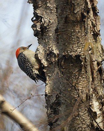 Red-Bellied Woodpecker, Central Park
