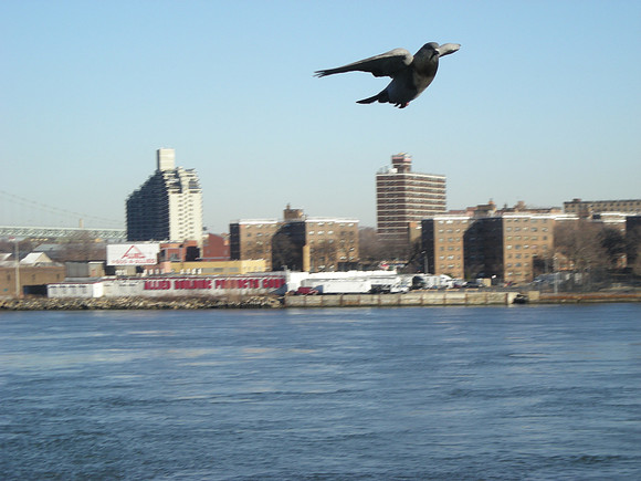 pigeon in flight