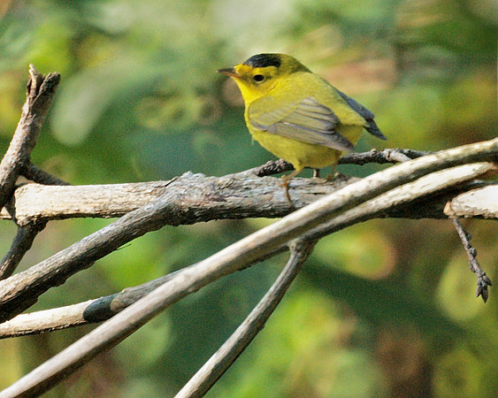 Wilson's Warbler, Central Park