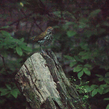 Wood Thrush at Dusk