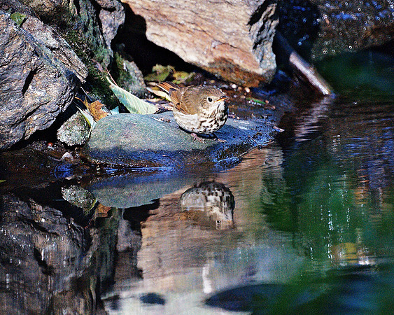 Wood Thrush, Central Park