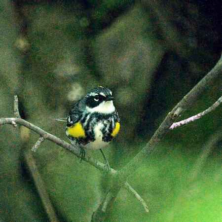 Yellow-Rumped (Myrtle) Warbler, Central Park