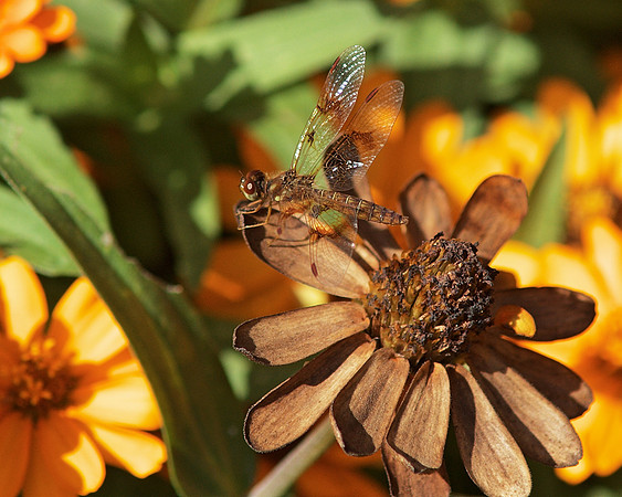 Dragonfly on a dead Zinnia