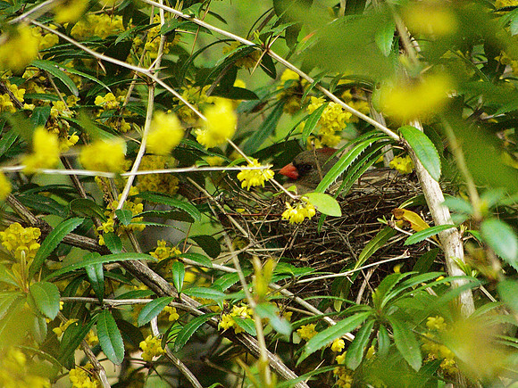 Cardinal on Nest