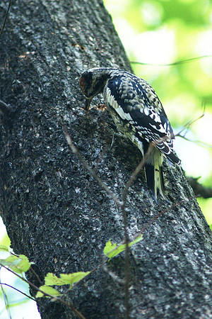 Yellow-Bellied Sapsucker at work