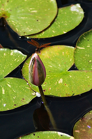dragonfly and water lily