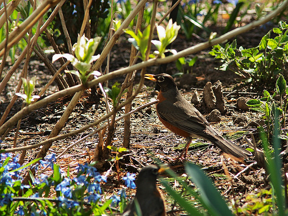 Spring Robin