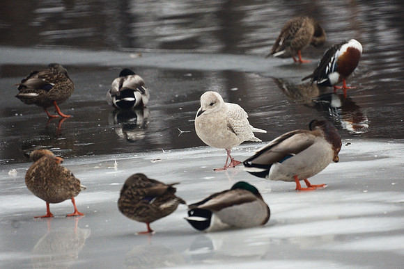 Iceland Gull and ducks, Central Park Lake