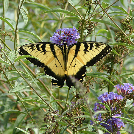 Tiger Swallowtail, Brooklyn Boatnic Garden