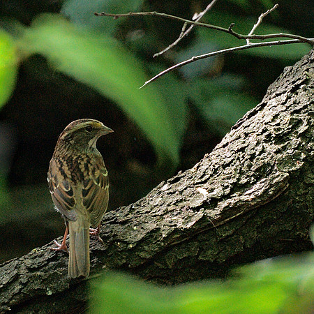 White-Throated Sparrow, Central Park