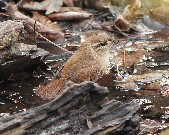 Winter Wren bathing , Central Park