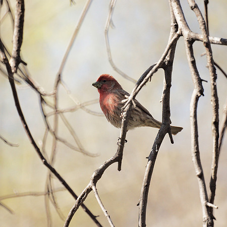 House Finch, Central Park