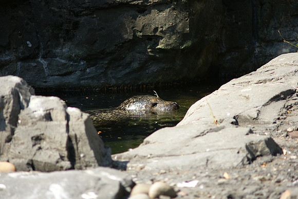 Harbor Seal, Central Park Zoo