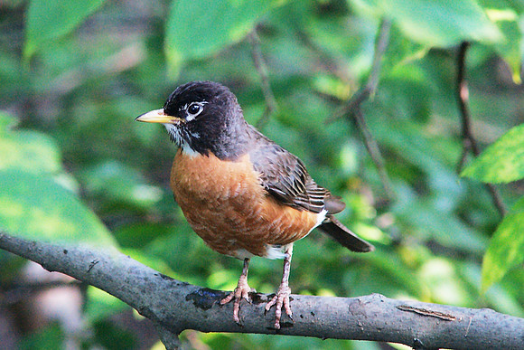 robin, watching