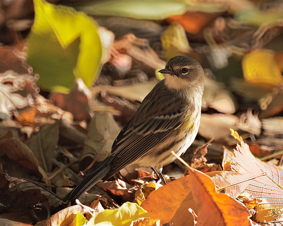 Yellow-Rumped Warbler, Central Park
