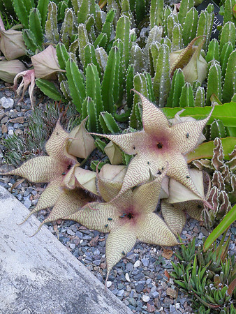 Stapelia-gigantea-02