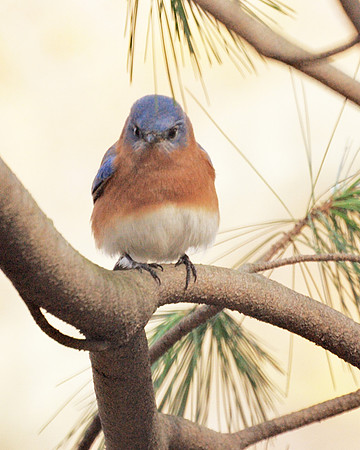 Eastern Bluebird, Central Park