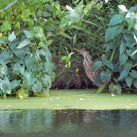 American Bittern, Turtle Pond