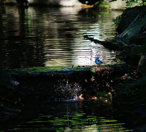Blue Jewel