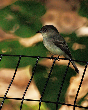 Eastern Phoebe, Central Park