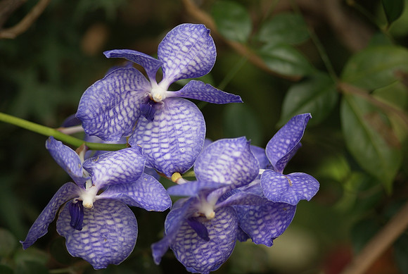 Vanda Crownfox Sky