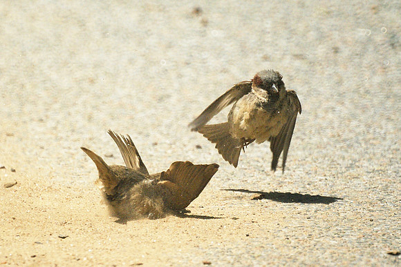 dustup