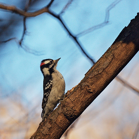 Downy Woodpecker